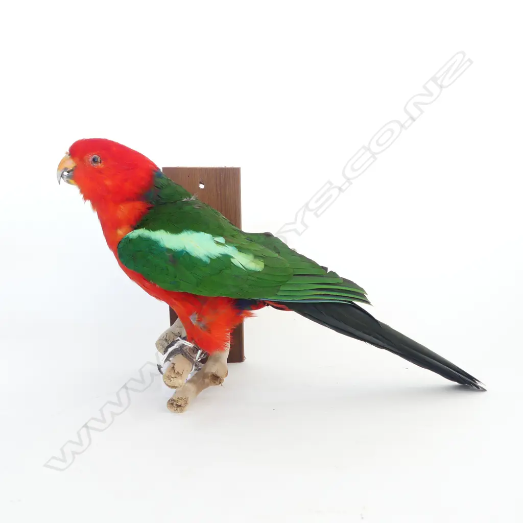 KING PARROT L.380mm Image 1++