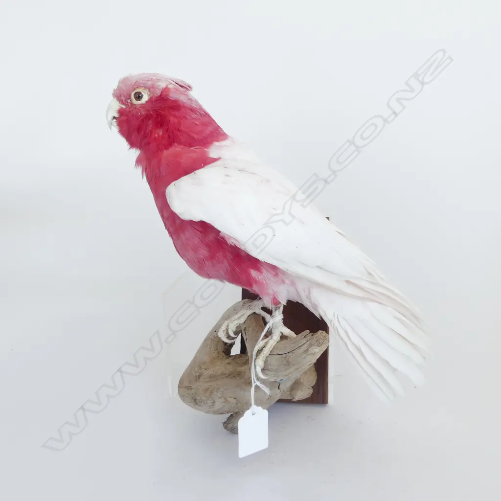 WHITE WINGED GALLAH H.280mm Image 1++