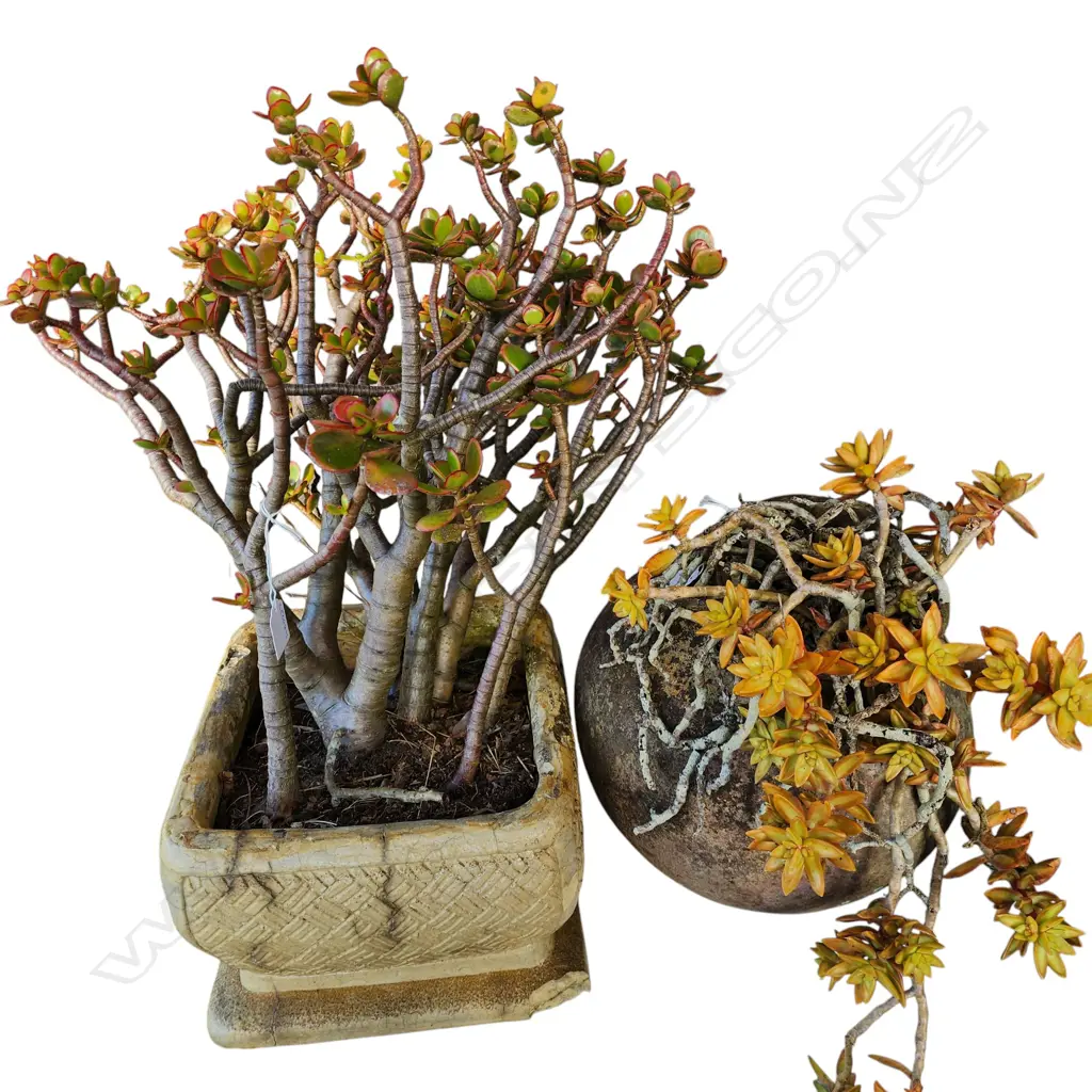 TWO GARDEN POTS WITH MONEY TREES (CHIPS) Image 1++