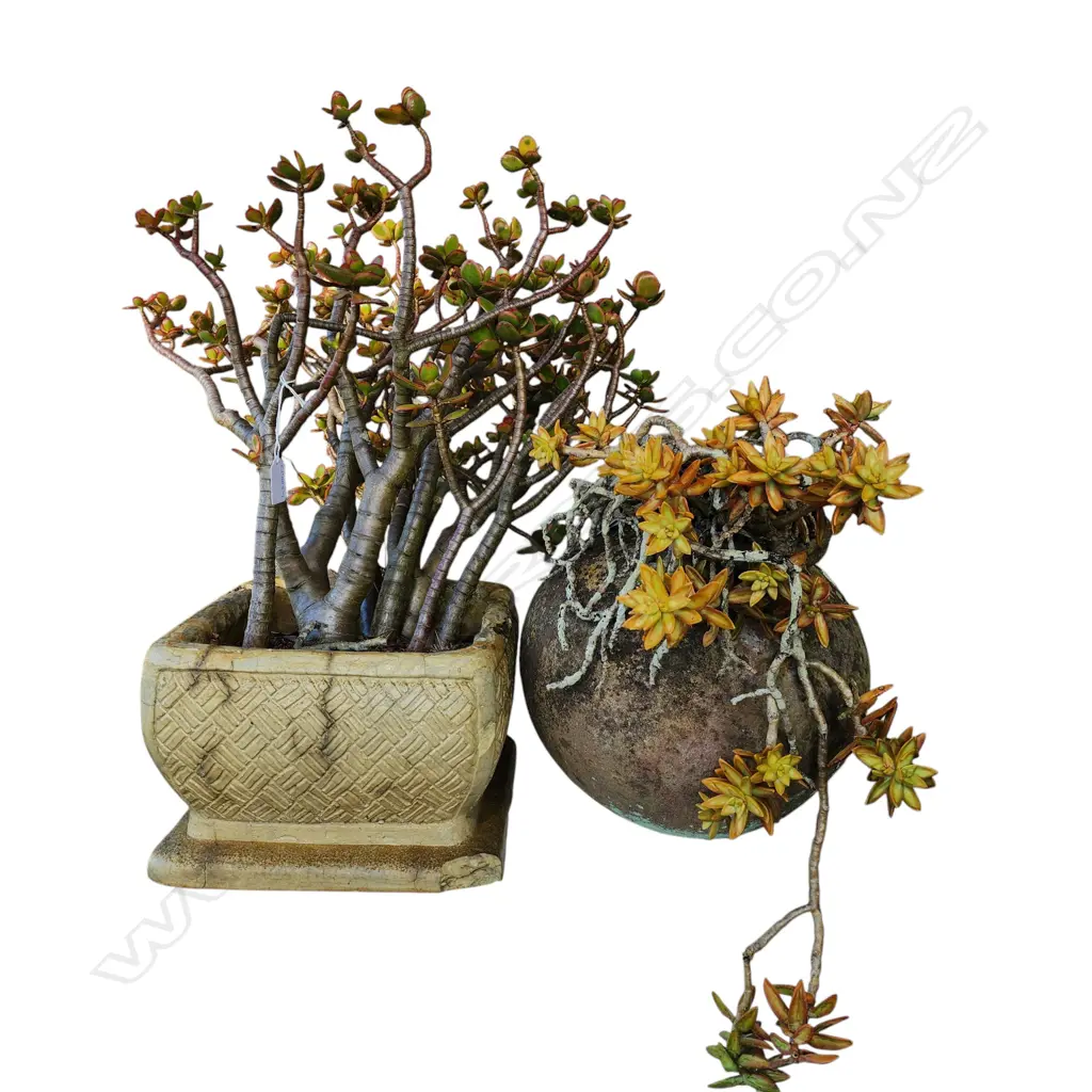 TWO GARDEN POTS WITH MONEY TREES (CHIPS) Image 1++