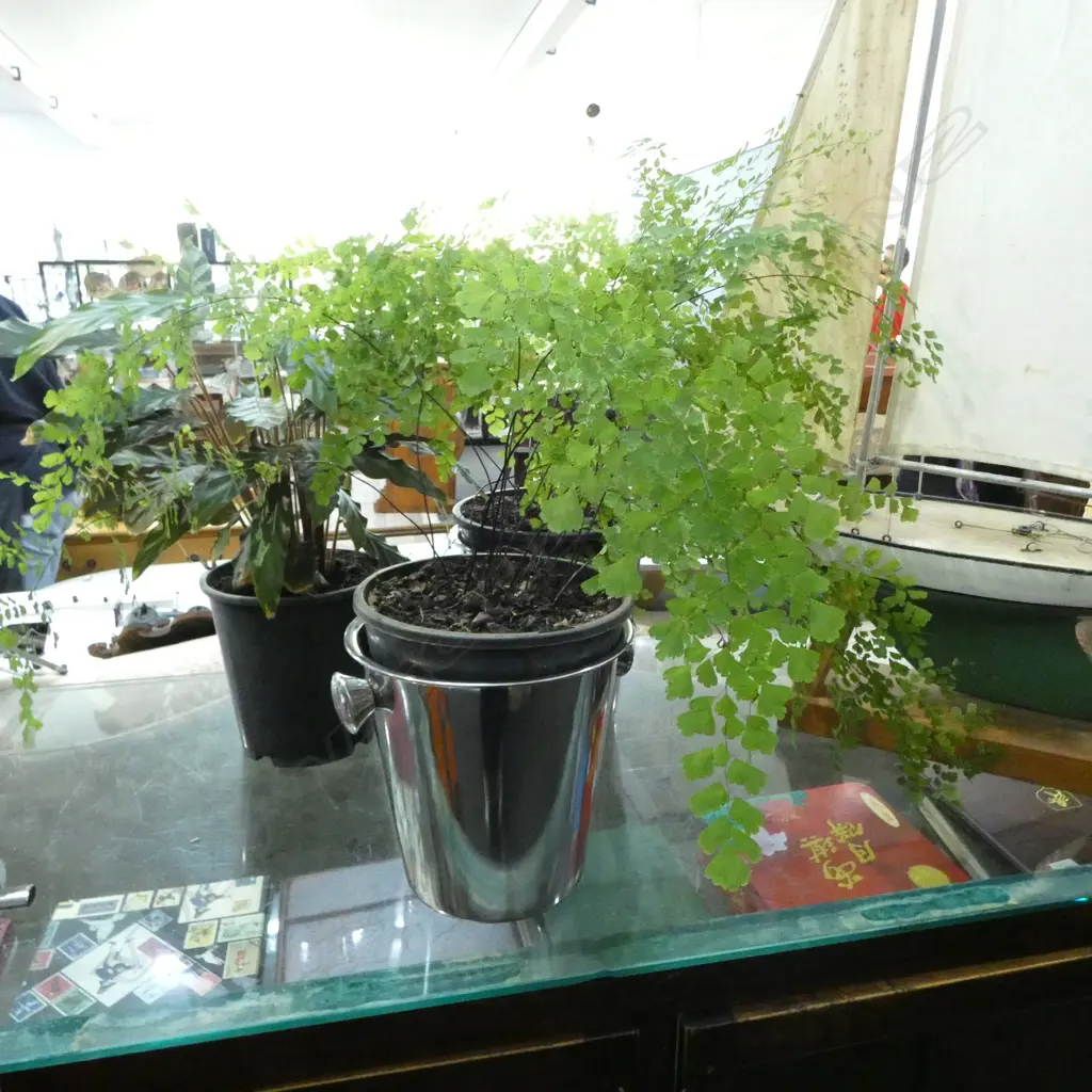 3 PLANTS; 2 MAIDENHAIR FERNS + ANOTHER Image 1++