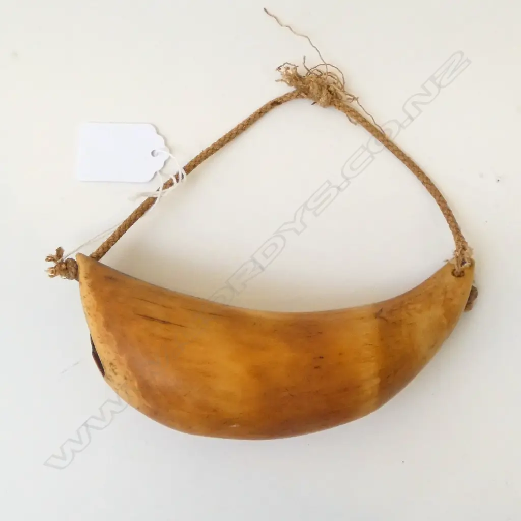 FIJIAN TABUA L.150mm ex Darroch /Ohlson collection Image 1++