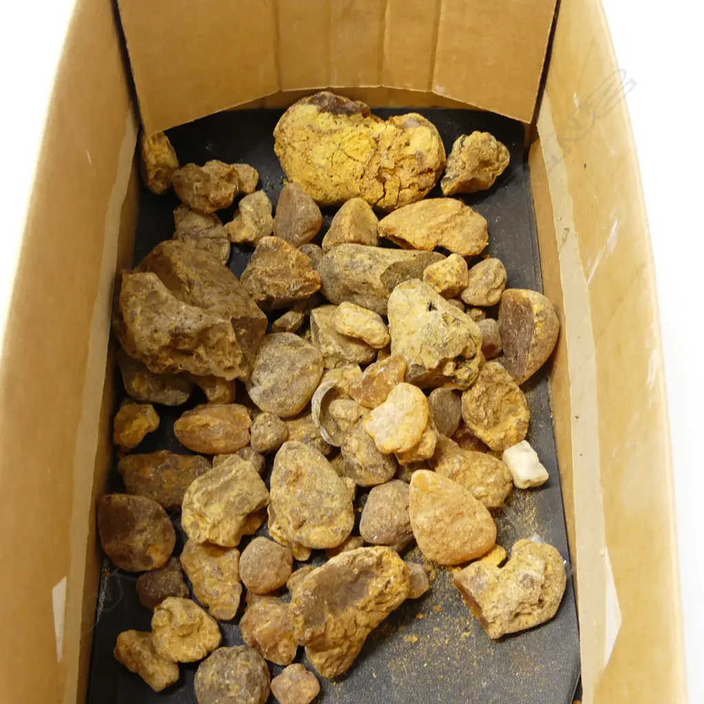 ASST. KAURI GUM Image 1++