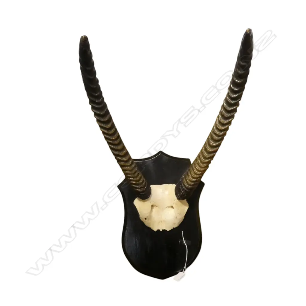 SHIELD MOUNTED WATERBUCK SKULL CAP H.600mm approx. Image 1++