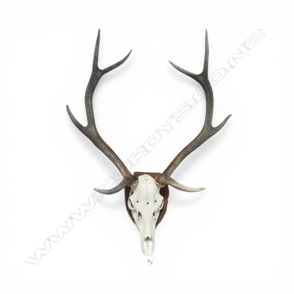 SHIELD MOUNTED RED DEER 8 POINT SKULL H.910mm Image 1++