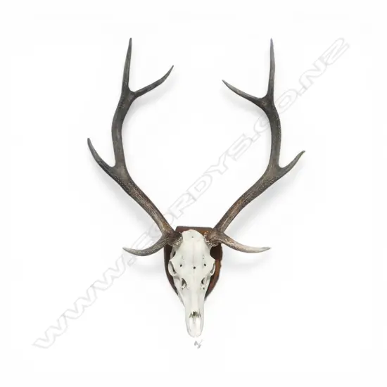 SHIELD MOUNTED RED DEER 8 POINT SKULL H.910mm