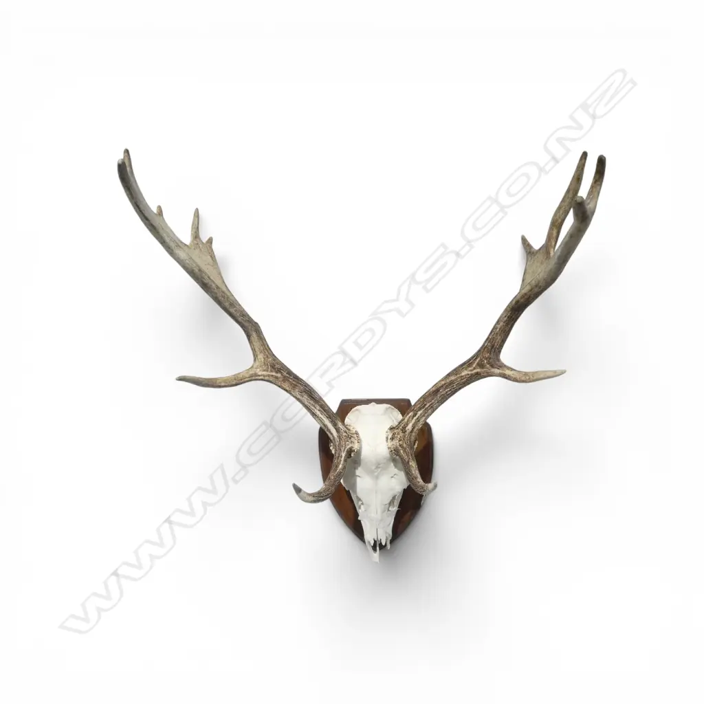SHIELD MOUNTED FALLOW DEER SKULL H.650mm approx. Image 1++