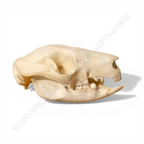 POSSUM SKULL L.90mm