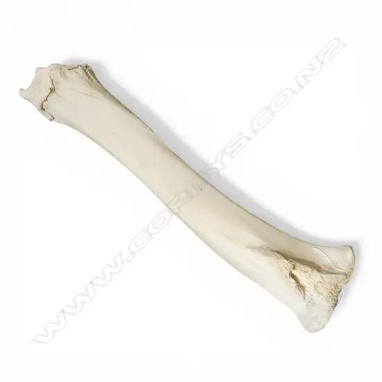 GIRAFFE LEG BONE L.580mm