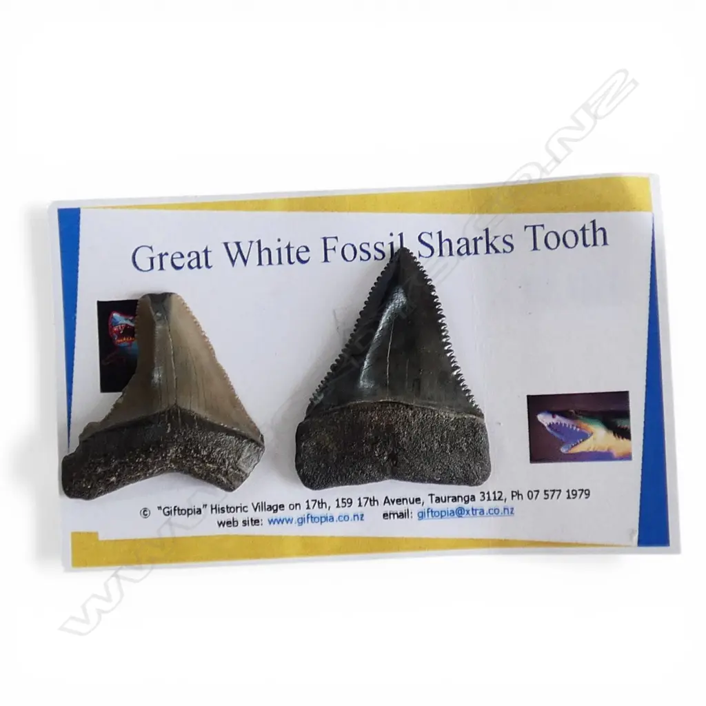 2 GREAT WHITE FOSSIL SHARKS TEETH Image 1++