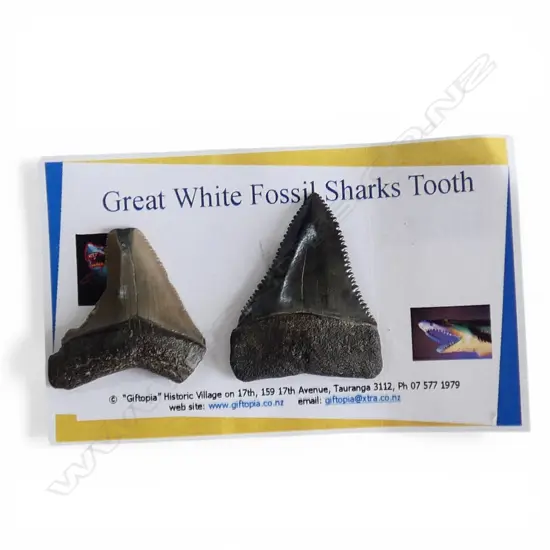 2 GREAT WHITE FOSSIL SHARKS TEETH