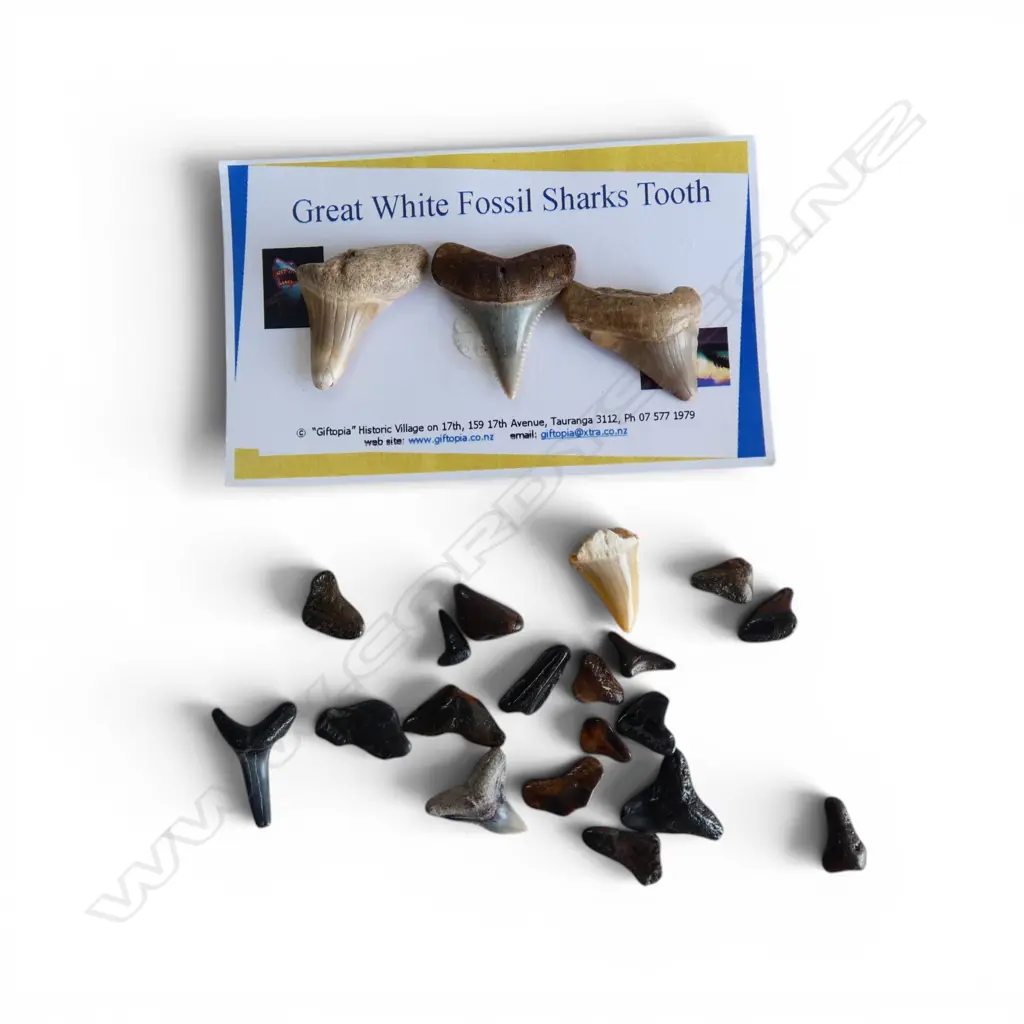3 GREAT WHITE FOSSIL SHARKS TEETH + collection SMALL FOSSIL SHARK'S TEETH 2 to 10 million years old Image 1++
