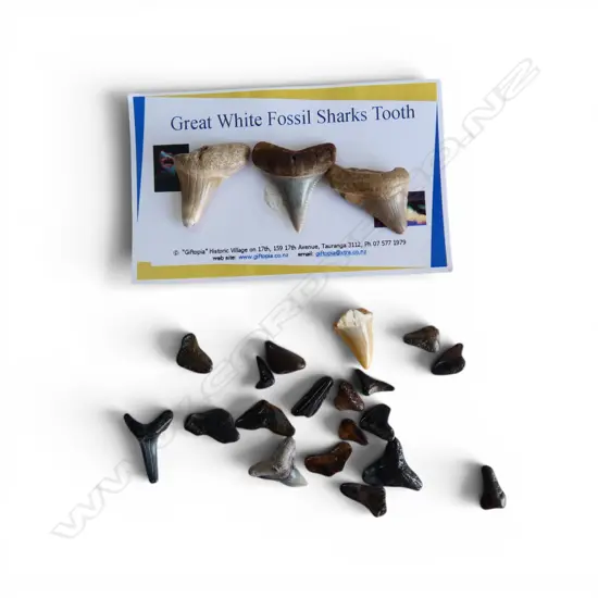 3 GREAT WHITE FOSSIL SHARKS TEETH + collection SMALL FOSSIL SHARK'S TEETH 2 to 10 million years old