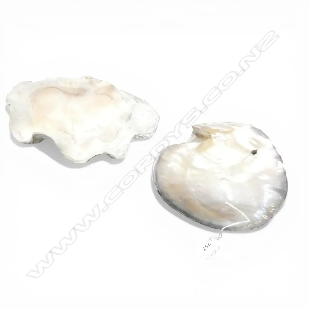 2 SHELLS W.260mm Image 1++