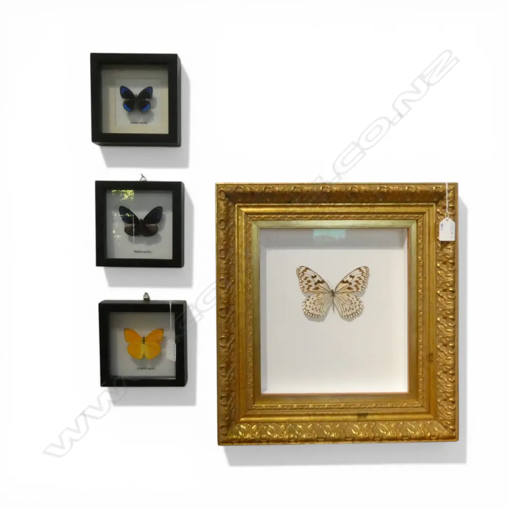 4 FRAMED BUTTERFLY SPECIMENS largest frame 420x390mm Image 1++