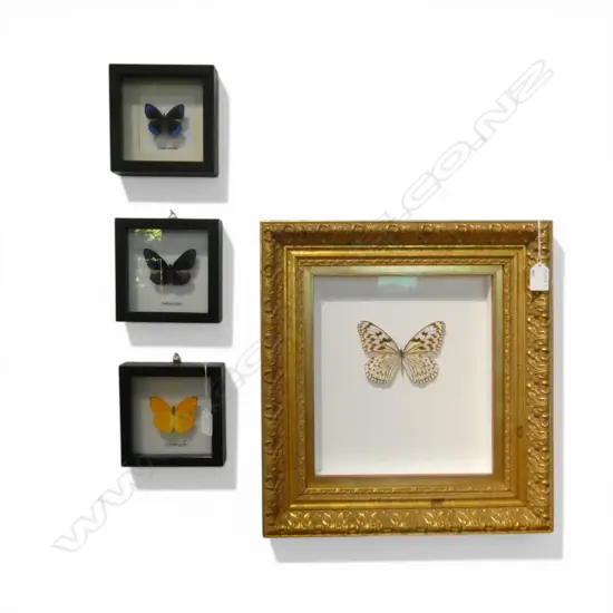 4 FRAMED BUTTERFLY SPECIMENS largest frame 420x390mm