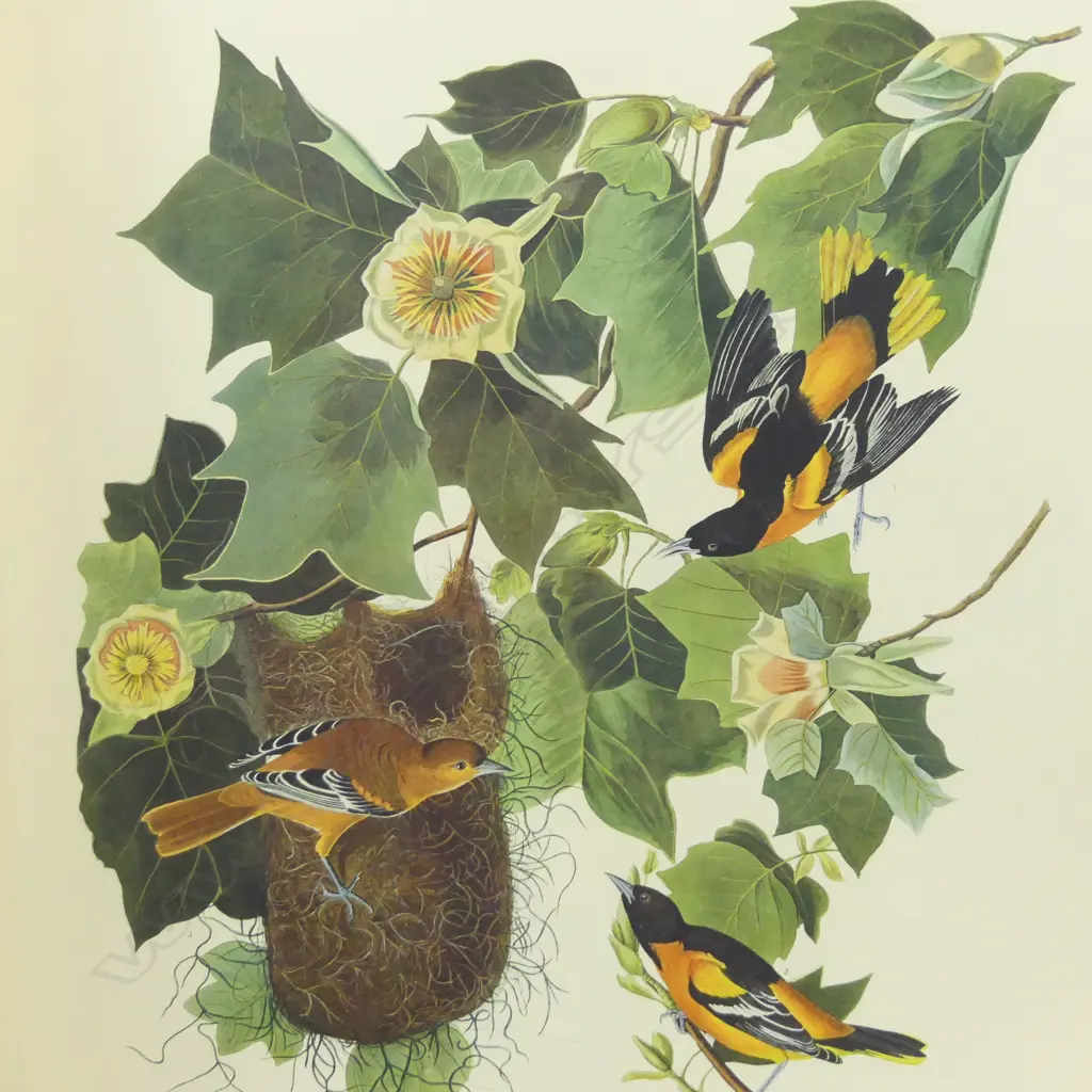 VERY LG FORMAT ART BOOK; J. J. AUDUBON THE BIRDS OF AMERICA' 682/1000 990x690mm exterior showing wear Image 1++