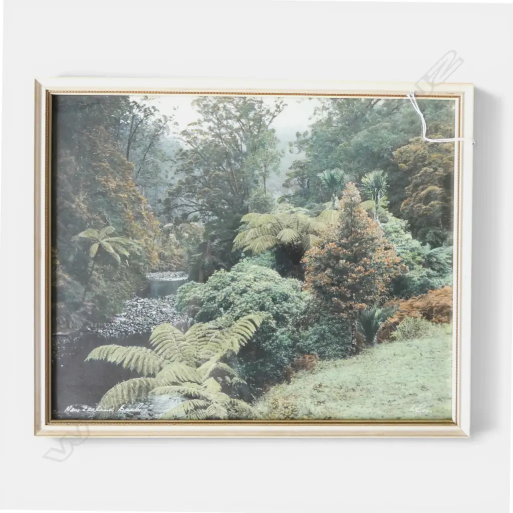 WHITES AVIATION 'NEW ZEALAND BUSH' HAND COLOURED PHOTO 300x370mm Image 1++