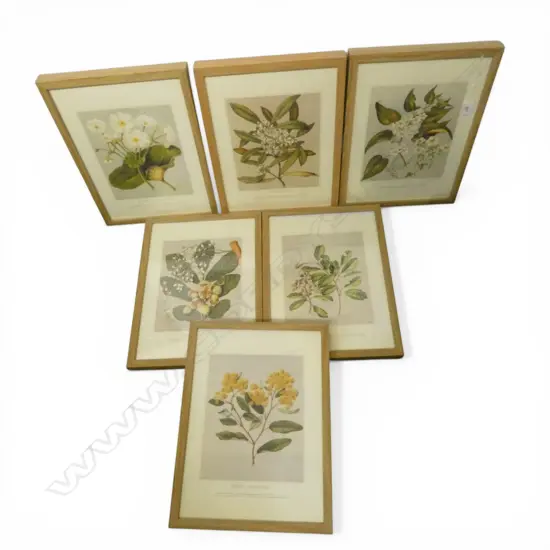 SET OF 6 NZ BOTANICAL PRINTS BY FEATON 1887-9 390x285mm
