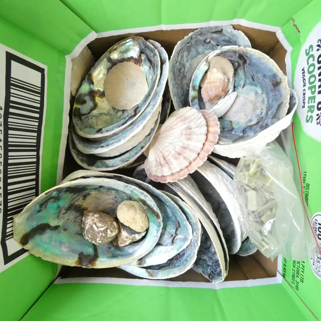 ASST. PAUA SHELLS etc  Image 1++