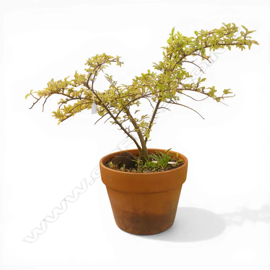 PLANT IN TERRACOTTA POT H.800mm Image 1++