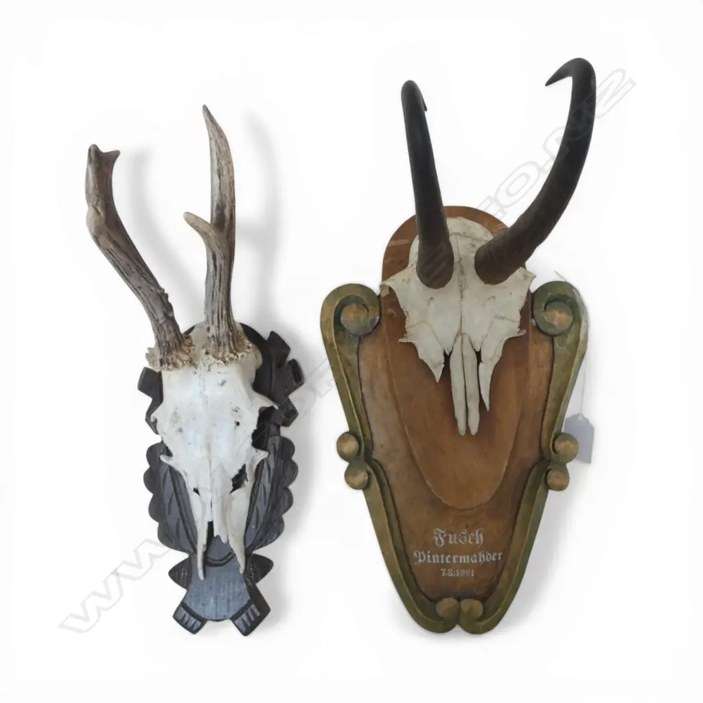 2 MOUNTED ANIMAL HORNS Image 1++