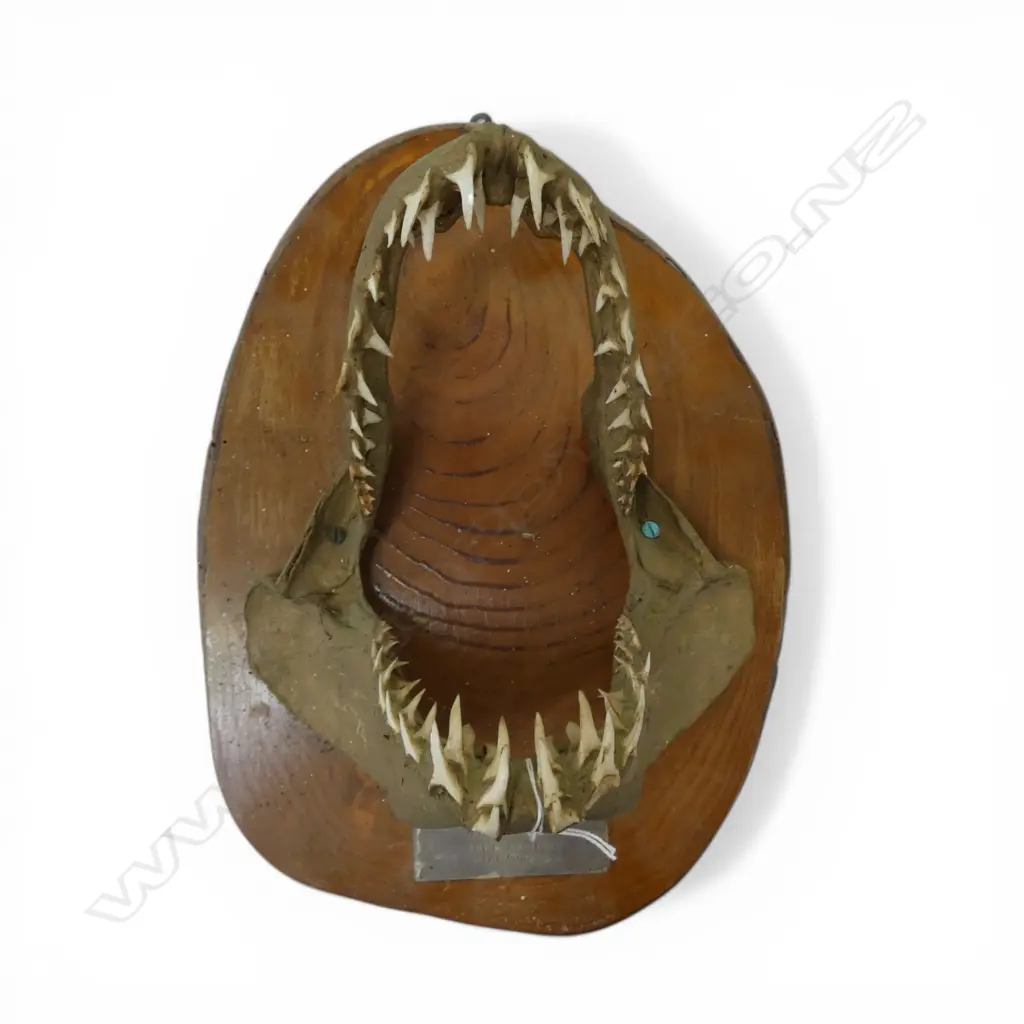 MOUNTED MAKO SHARK JAWS 400x280mm Image 1++