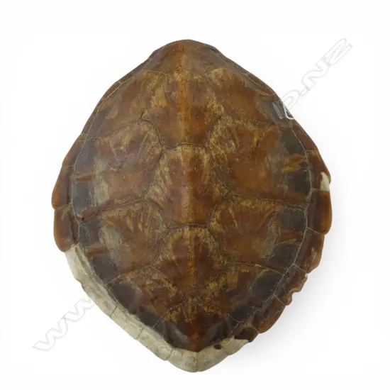 TORTOISESHELL 410x370mm LOSSES