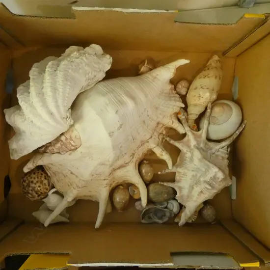COLLECTION OF TROPICAL SEA SHELLS