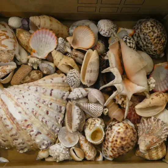 COLLECTION OF TROPICAL SEA SHELLS SMALL SIZES ETC