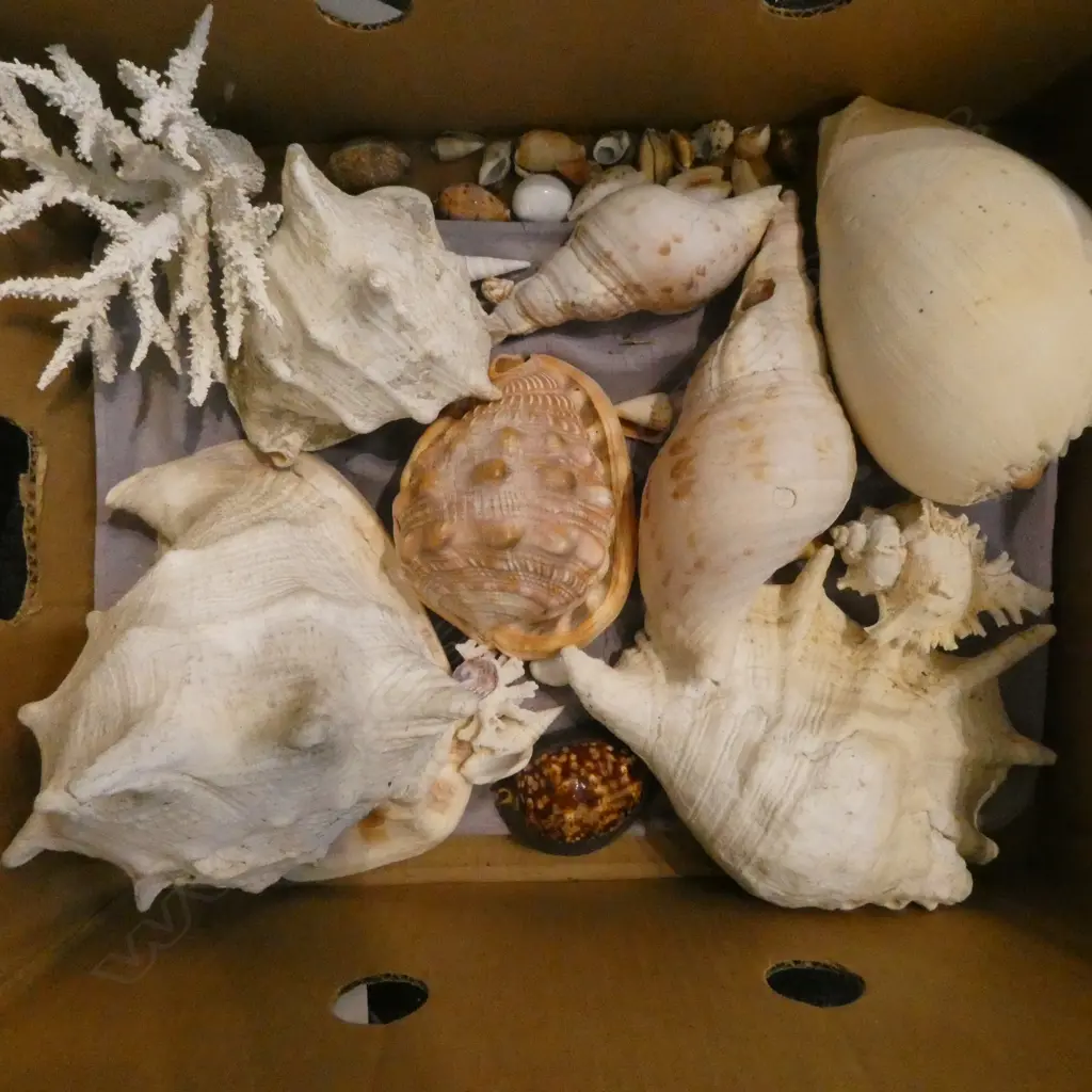 COLLECTION OF TROPICAL SEA SHELLS & CORAL  SOME LARGE SIZES Image 1++