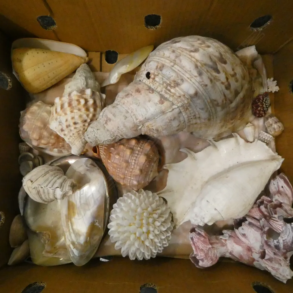 COLLECTION OF  TROPICAL SEA SHELLS GIANT BARNICALS ETC Image 1++