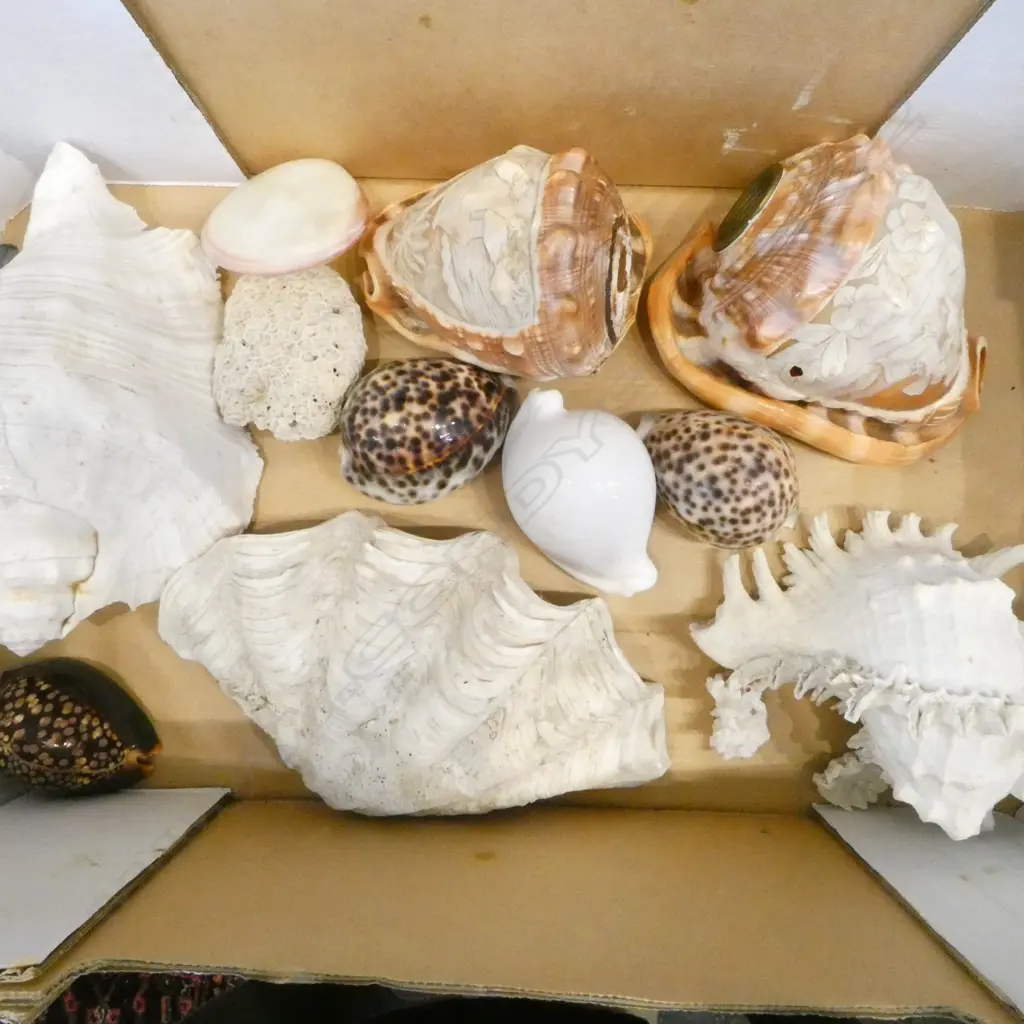 TRAY LOT OF 2 CARVED CAMEO SHELLS  TROPICAL SHELLS & CORAL Image 1++