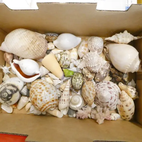 COLLECTION OF TROPICAL SEA SHELLS SMALL SIZES ETC
