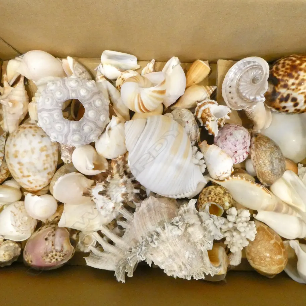 COLLECTION OF TROPICAL SEA SHELLS SMALL SIZES Image 1++