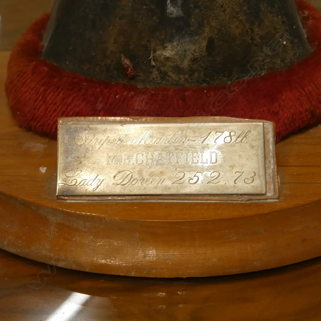 MOUNTED MARLIN BILL H.700mm Image 1++