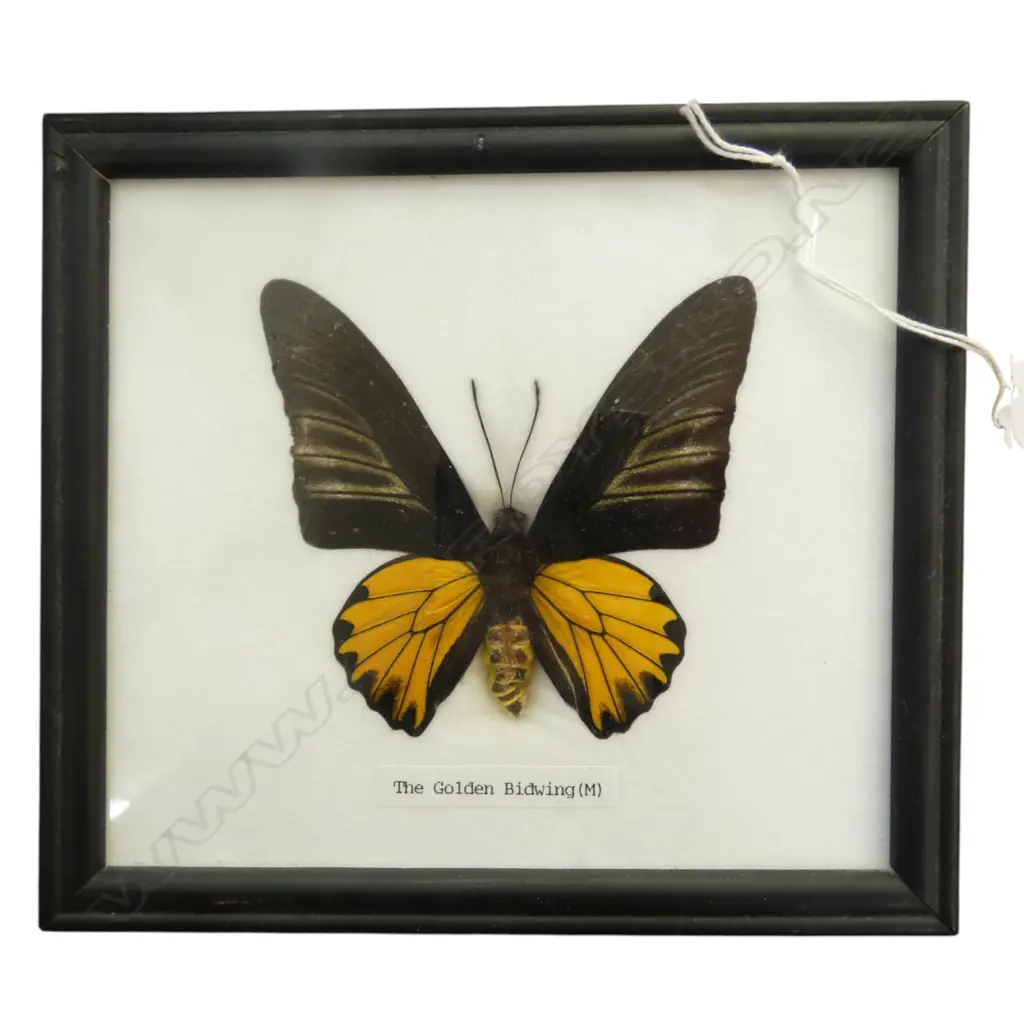 FRAMED SPECIMEN Golden Budwing 140x160mm Image 1++