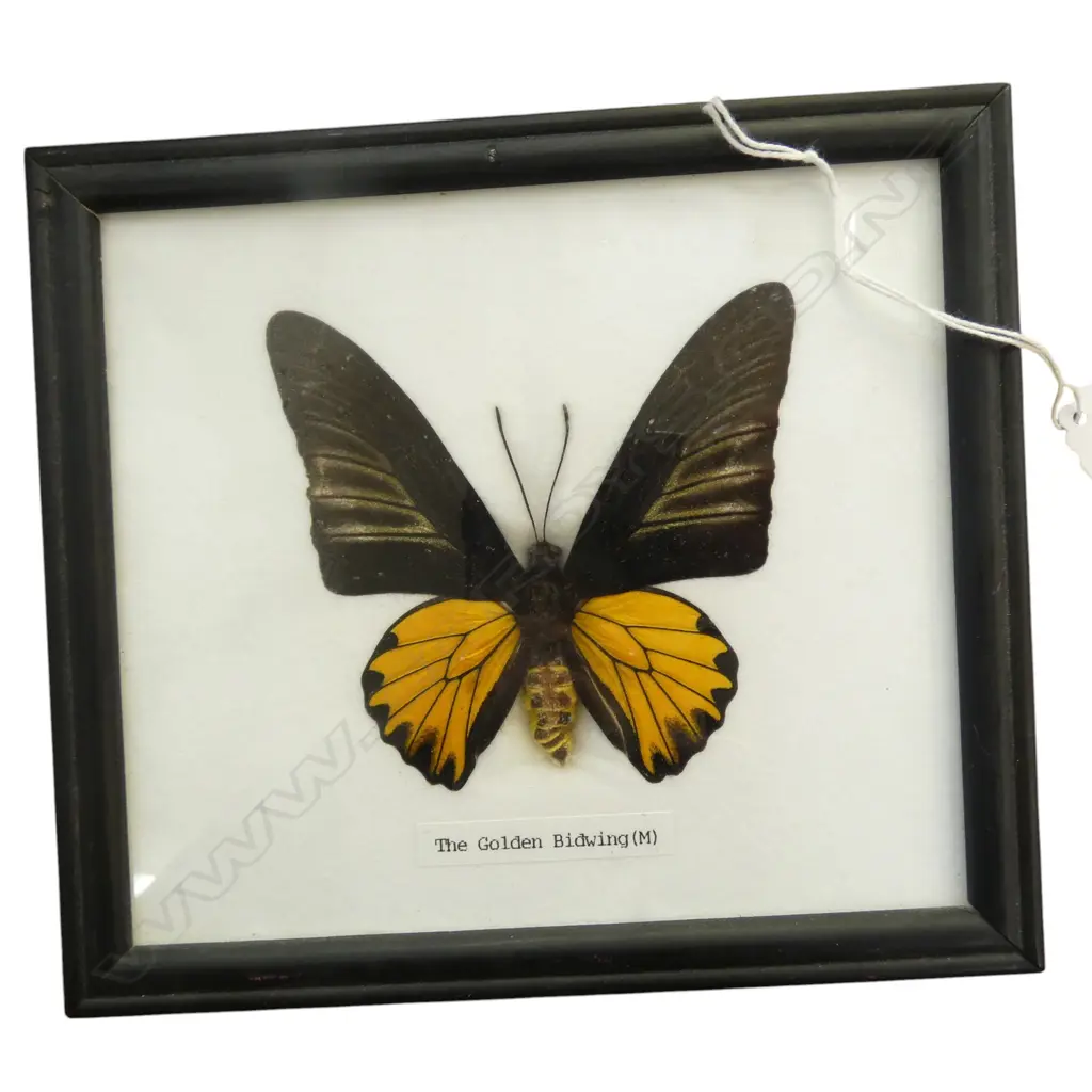 FRAMED SPECIMEN Golden Budwing 140x160mm Image 1++