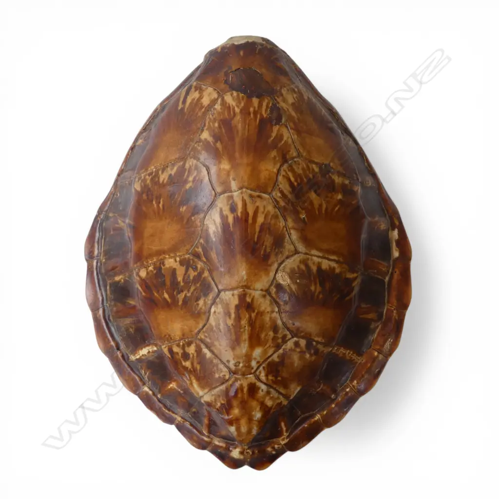 TURTLE SHELL repairs H.445mm Image 1++