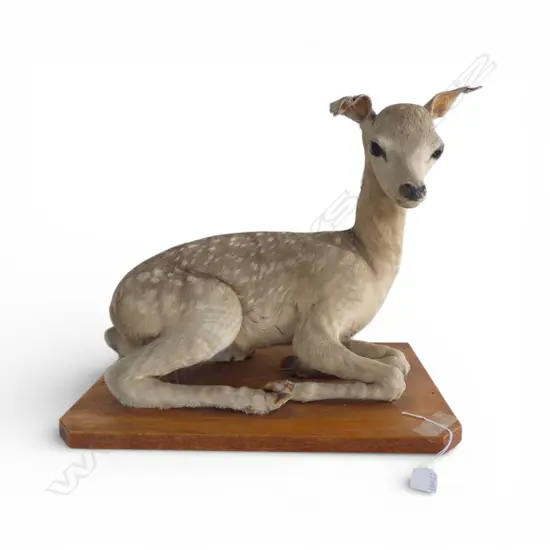 TAXIDERMY DEER FAWN 455x270x400mm