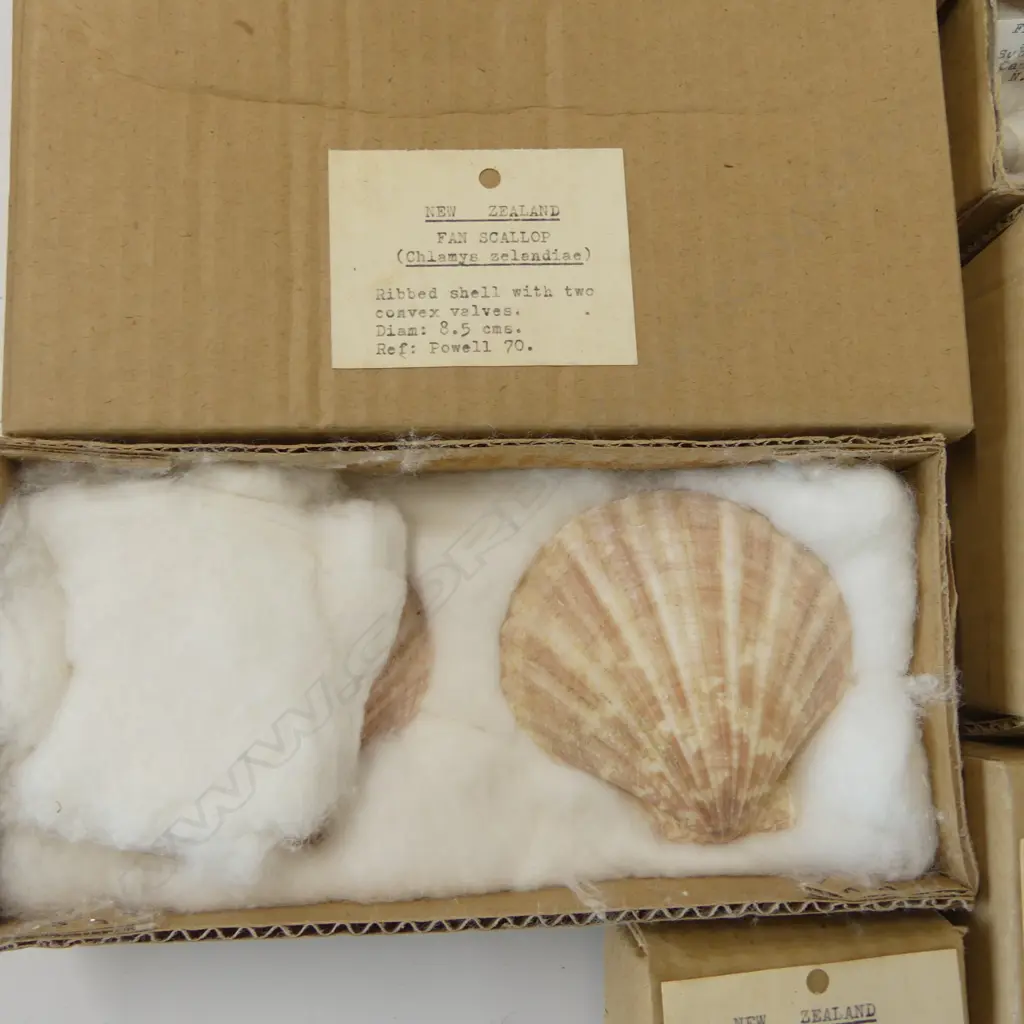 COLLECTION OF 14 BOXED N.Z. FOSSIL/SHELLS WITH REPUTED SINKER STONE vendor acquired from Webb's sale 62 16th August 1984 Image 1++