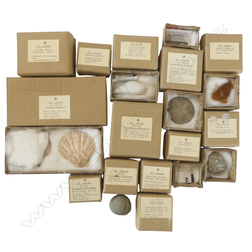 COLLECTION OF 14 BOXED N.Z. FOSSIL/SHELLS WITH REPUTED SINKER STONE vendor acquired from Webb's sale 62 16th August 1984 Image 1++