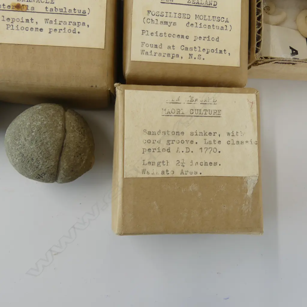 COLLECTION OF 14 BOXED N.Z. FOSSIL/SHELLS WITH REPUTED SINKER STONE vendor acquired from Webb's sale 62 16th August 1984 Image 1++