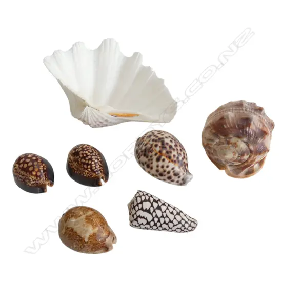 COLLECTION SHELLS, CLAM SHELL 220 x 160mm