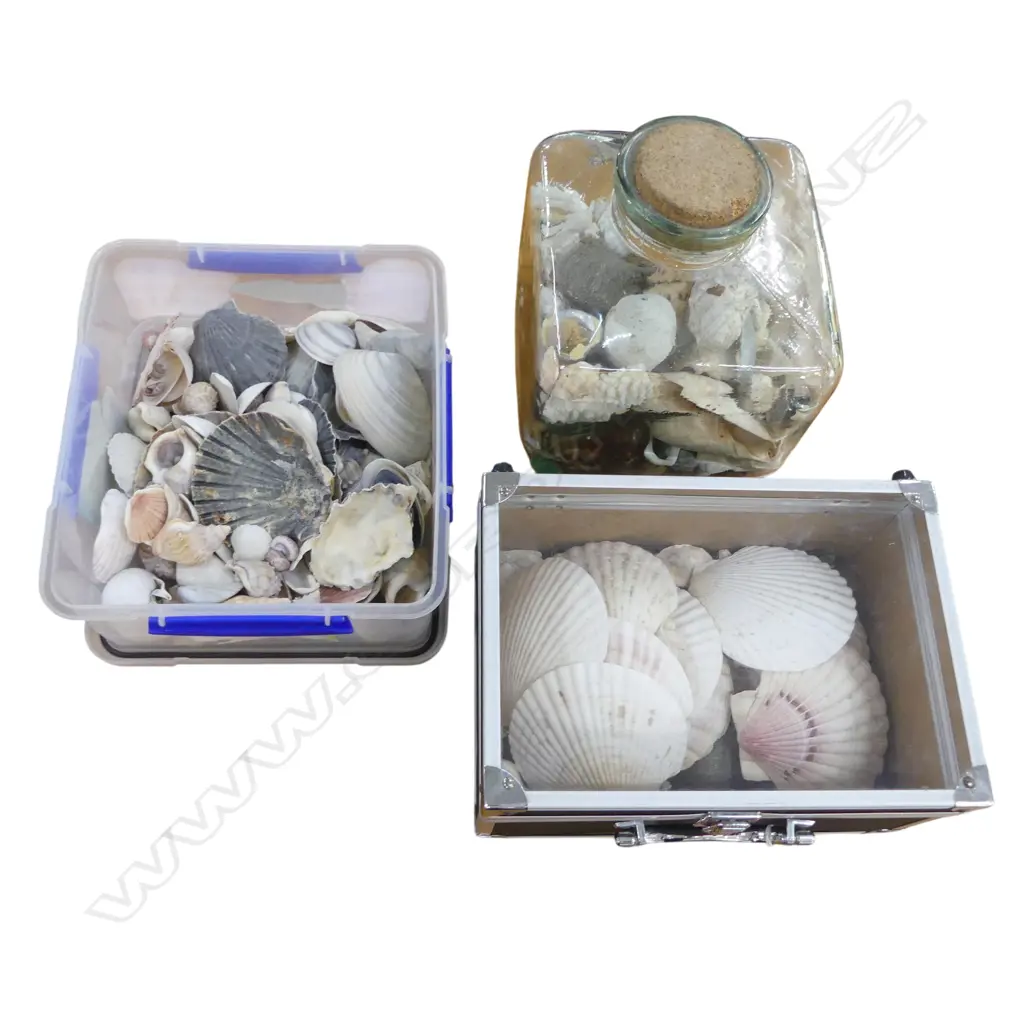 COLLECTION OF SEA SHELLS Image 1++