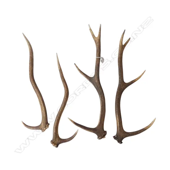 4 DEER ANTLERS