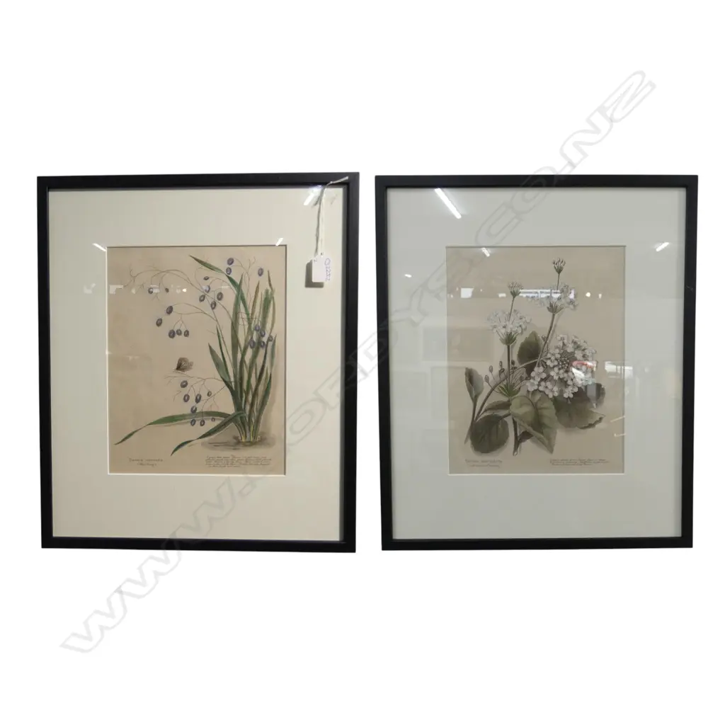 2 FRAMED BOTANICAL PRINTS 'DIANELLA INTERMEDIA' & 'OURISIA MACRPHYLLA' 295x225mm Image 1++