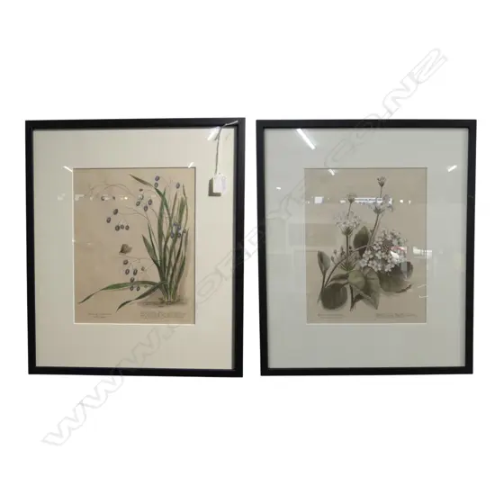 2 FRAMED BOTANICAL PRINTS 'DIANELLA INTERMEDIA' & 'OURISIA MACRPHYLLA' 295x225mm