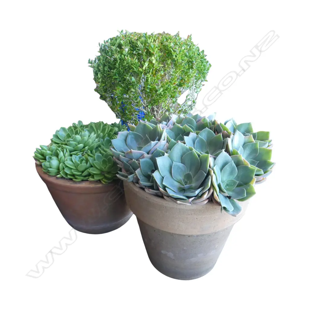 3 POT PLANTS; 2 SUCCULENTS + BOXUS H.550mm Image 1++