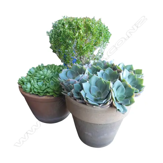 3 POT PLANTS; 2 SUCCULENTS + BOXUS H.550mm